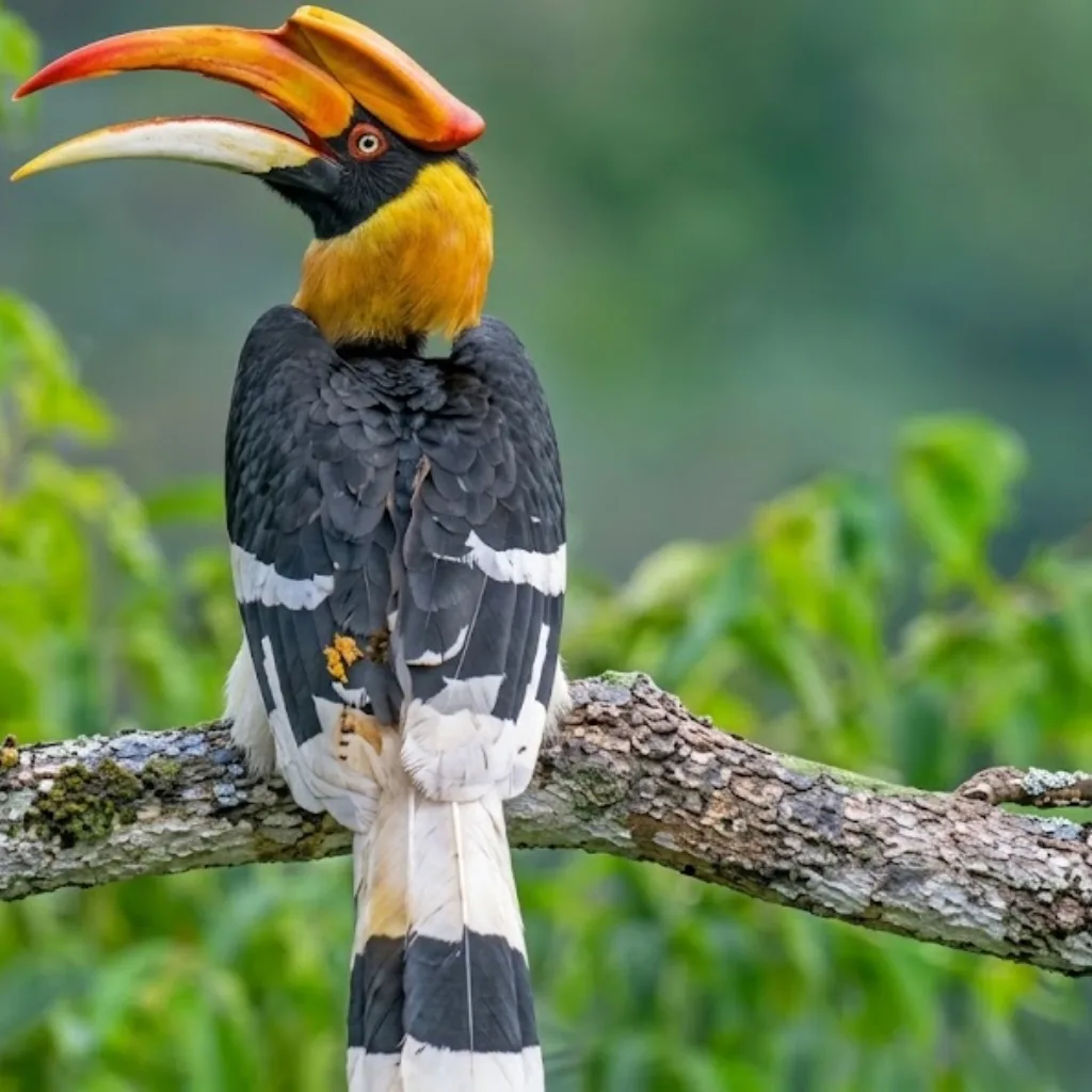 Great Hornbill with large curved yellow beak perched on a tree branch facing a leafy forest backdrop.