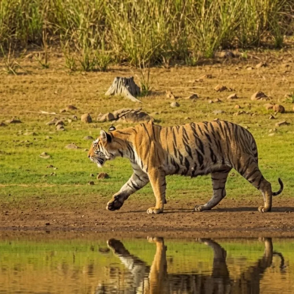 Bardiya National Park Safari Tour