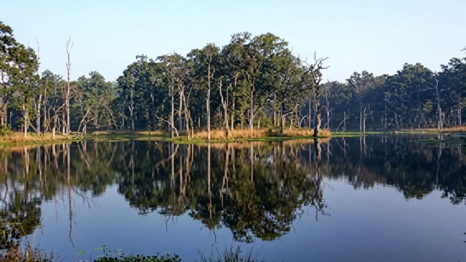 Dense sal forest and dead tree trunks reflected in a calm wetland lake in Chitwan National Park.